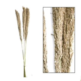 Gałązki trawy trzcinowej - Naturalne i Eleganckie (50 characters)
