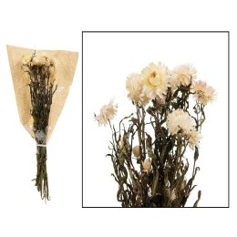 Kocanki suszone Helichrysum 60 cm