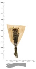 Kocanki suszone Helichrysum 60 cm