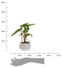 Roślina wisząca w donicy - Wzór 4
